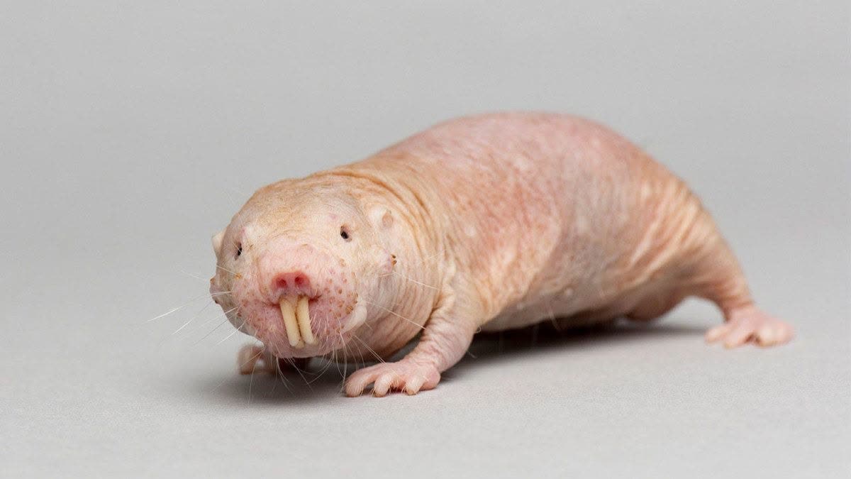 Гол земекоп (Heterocephalus glaber)